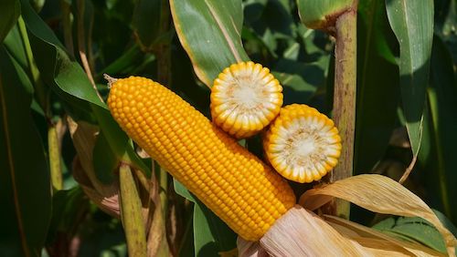 Forseed aposta no FS695 para liderar a nova fase da safrinha em Mato Grosso