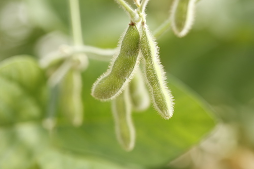 Uso combinado de biológicos e fertilizantes amplia produtividade no campo, mas exige atenção à compatibilidade