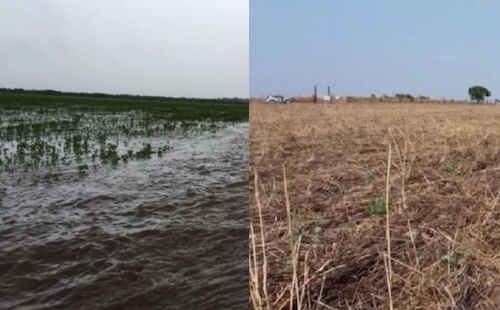 Dezembro chuvoso deve alterar ritmo das colheitas e pressionar produtividade