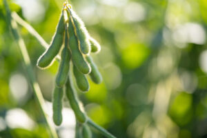 Mirando a próxima safra, Golden Harvest apresenta novas cultivares de soja Para elevar teto produtivo dos agricultores brasileiros, lançamentos focam em estabilidade, precocidade e resistência a nematoides e doenças radiculares