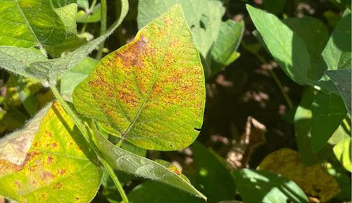 Doenças iniciais da soja colocam em risco o potencial produtivo de toda a safra