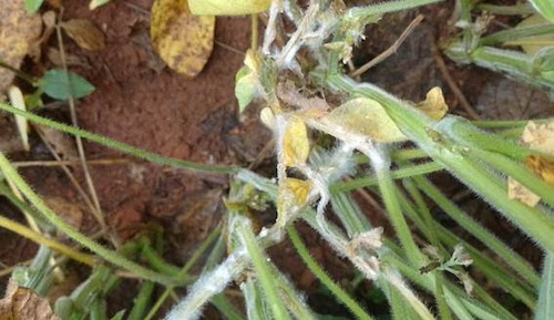 Doenças iniciais da soja colocam em risco o potencial produtivo de toda a safra
