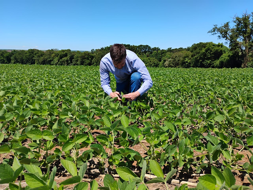 NutroScan da ICL já está no campo e clientes têm diagnóstico nutricional instantâneo em plantas
