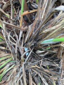 Pragas desafiam a pecuária e colocam em risco o desempenho das pastagens no Brasil