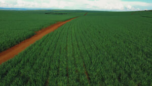 Koppert e Tereos atingem 50% de substituição de controle químico por soluções biológicas