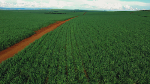 Koppert e Tereos atingem 50% de substituição de controle químico por soluções biológicas
