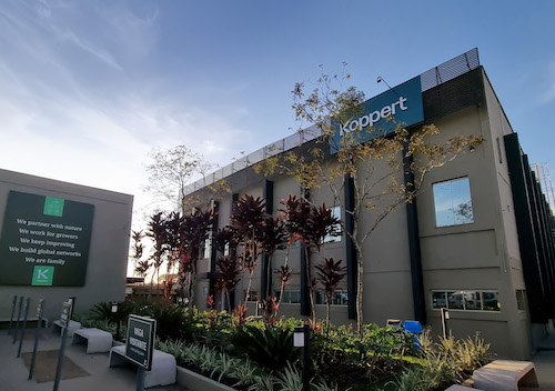 Trichoderma aumenta produtividade do milho em até 60% sob seca, revela estudo