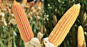 LongPing High-Tech e Forseed impulsionam produtividade do milho na Safrinha 2026