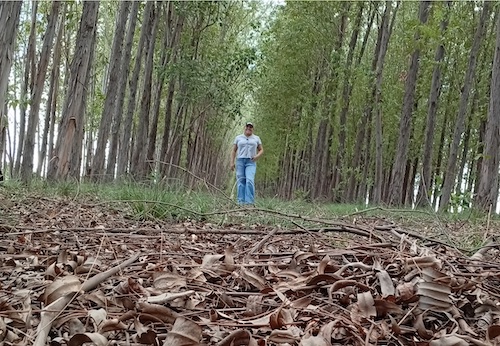 Projetos de reflorestamento ganham força no Brasil e impulsionam empresas e produtores do agronegócio