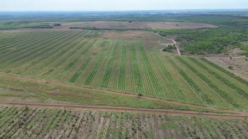 Projetos de reflorestamento ganham força no Brasil e impulsionam empresas e produtores do agronegócio