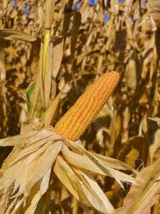 MG593 se consolida entre os híbridos mais produtivos e estáveis do milho brasileiro