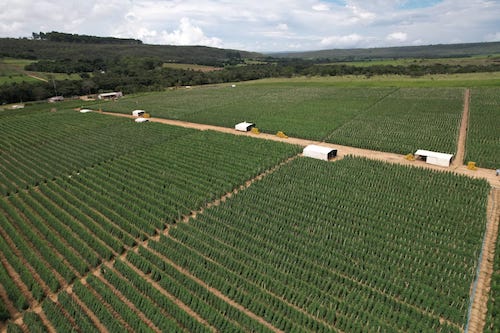Arquitetura compacta, bom pegamento e uniformidade dos frutos impulsionam a produtividade do tomate