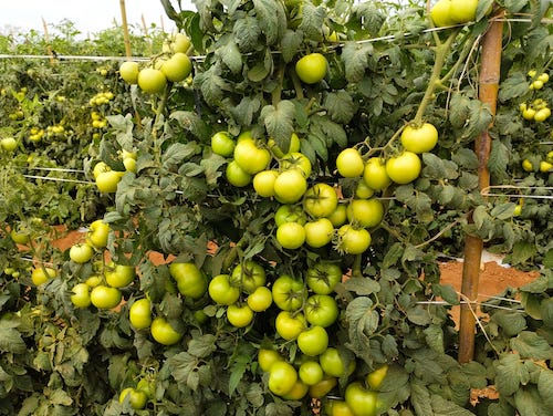 Arquitetura compacta, bom pegamento e uniformidade dos frutos impulsionam a produtividade do tomate