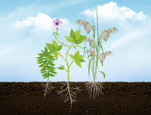 A evolução da resistência de plantas daninhas nas lavouras: o que o produtor precisa saber agora