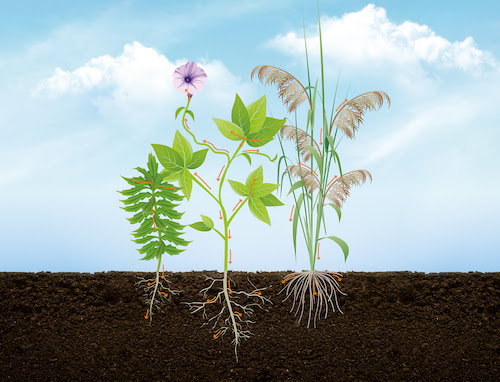  A evolução da resistência de plantas daninhas nas lavouras: o que o produtor precisa saber agora 