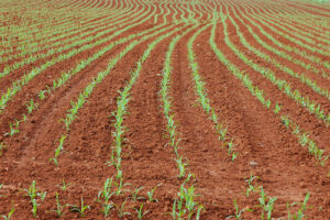 Planejamento do milho de inverno começa na colheita da soja
