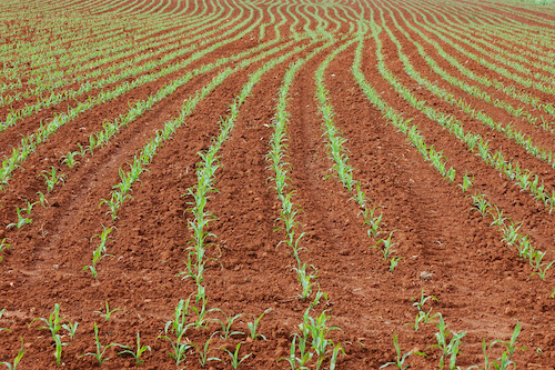 Planejamento do milho de inverno começa na colheita da soja