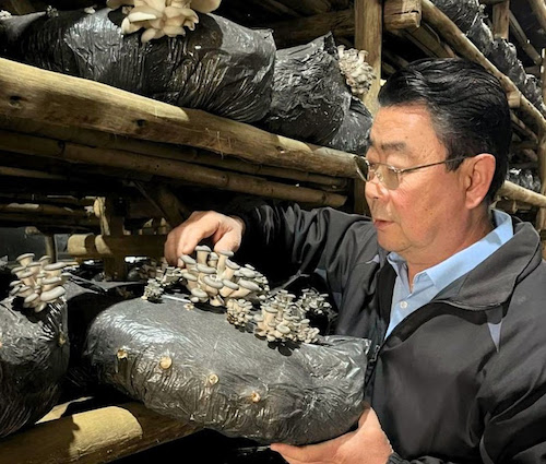 O programa SP Produz divulgou nesta terça-feira (9) o resultado do edital de Fomento 2025, que disponibilizou R$ 35 milhões para apoiar Cadeias Produtivas Locais (CPLs) em todo o Estado. Ao todo, foram 46 CPLs aprovadas, que somam cerca de R$ 22 milhões em investimentos. Por trás do bom desempenho das cadeias rurais está a atuação da Secretaria de Agricultura e Abastecimento (SAA), que mantém atendimento técnico permanente aos grupos produtivos. Neste edital, 56% das CPLs contempladas pertencem ao setor do agronegócio e, desse total, 46% receberam suporte direto da pasta, por meio do Painel de Estudos Aplicados em Arranjos Produtivos Locais Agroindustriais Rurais (PEA/SAA-SP), coordenado pela Assessoria de Relações Institucionais, Câmaras Setoriais e Temáticas. A política estadual de Cadeias Produtivas Locais (CPLs), criada em 2009 e reformulada em 2024, ampliou o foco na qualificação técnica das organizações rurais, permitindo que grupos vocacionados recebessem suporte para estruturar suas cadeias, fortalecer governanças e acessar políticas públicas. Nesse processo, a SAA atua como elo entre a realidade produtiva das regiões e as exigências técnicas dos editais do programa SP Produz, da Secretaria de Desenvolvimento Econômico. O apoio inclui assessoria na elaboração, revisão e qualificação de projetos inscritos nos editais de Reconhecimento, que classificam as CPLs conforme o nível de maturidade, e de Fomento, responsável pela liberação de recursos financeiros. Além disso, as equipes da Secretaria mantêm acompanhamento contínuo das cadeias, apoiando a integração entre produtores, o desenvolvimento dos negócios e o aumento da competitividade no campo. Na fungicultura de Mogi das Cruzes, o produtor Gildo Takeo Saito, que atua no cultivo de cogumelos desde 1992 e hoje produz shimeji branco e shimeji cinza, destaca o papel da SAA no fortalecimento da cadeia produtiva local e na aprovação da CPL no edital.