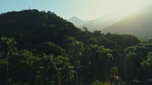 Shell Brasil, Petrobras e CCARBON/USP lançam o Carbon Countdown, maior banco de dados de estoques de carbono já realizado no país