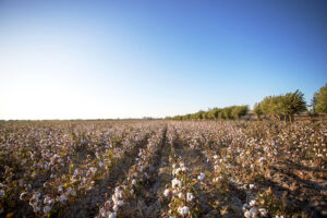 Comunicado à Imprensa Sindiveg e entidades parceiras divulgam ofício com orientações para prevenir deriva na aplicação de herbicidas hormonais
