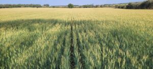 Biotecnologia avança no cultivo de trigo e amplia ganhos de produtividade