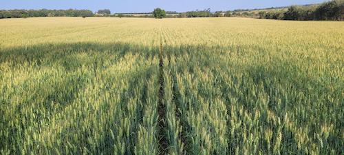Biotecnologia avança no cultivo de trigo e amplia ganhos de produtividade
