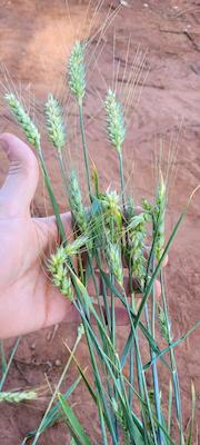 Biotecnologia avança no cultivo de trigo e amplia ganhos de produtividade