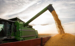 Syngenta lança híbrido de milho hiperprecoce mirando importante mercado do sul do Brasil