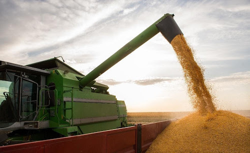 Syngenta lança híbrido de milho hiperprecoce mirando importante mercado do sul do Brasil