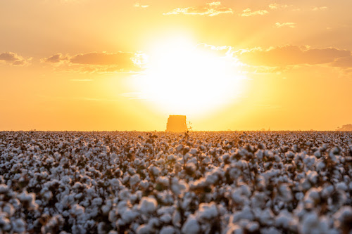 Manejo de nematoides no sistema soja–algodão avança com a introdução de novas cultivares