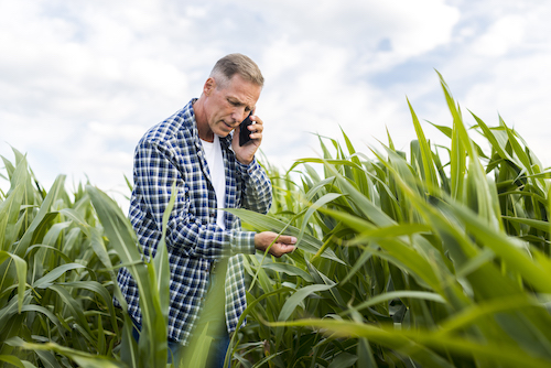 Ciclo precoce do milho ganha espaço em cenário com maior risco hídrico para a segunda safra