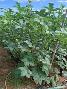 Produtores de quiabo priorizam materiais que garantem regularidade de oferta