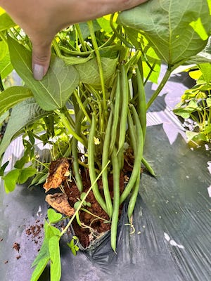 Colheita concentrada torna o feijão-vagem determinado uma opção eficiente para produtores