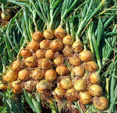 Variedade precoce e de alto desempenho amplia a eficiência no cultivo de cebola