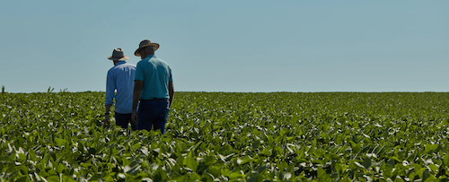  Yara lança tecnologia de fertilizante que une macro, micronutriente e bioinsumo no mesmo grânulo para máxima produtividade