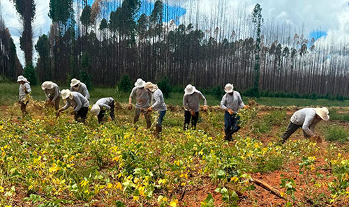 Famílias do Vale do Jequitinhonha cultivam espécies biofortificadas de batata-doce, ricas em vitamina A