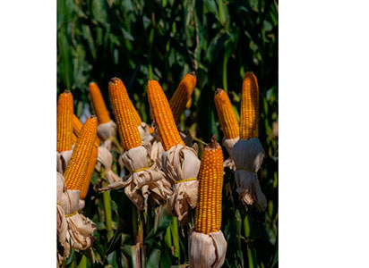 Tratamento de Sementes auxilia no controle de nematoides na safrinha de milho e auxilia na performance e produtividade