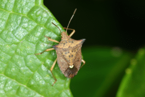 Percevejo-marrom pode comprometer cerca de 30% da produtividade da safra de soja, aponta estudo