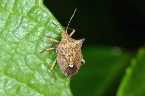  Percevejo-marrom pode comprometer cerca de 30% da produtividade da safra de soja, aponta estudo