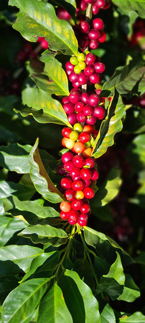Biotecnologia eleva o café mineiro a outro patamar de produtividade e sustentabilidade