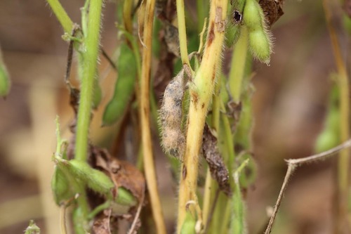 Variações climáticas ampliam risco de DFCs e pressionam o manejo da soja na safra 2025/26