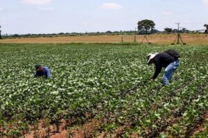 Agro paulista fecha 2025 com superávit de US$ 23 bilhões