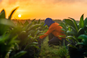 Agropalma expande manejo sustentável para combater degradação dos solos