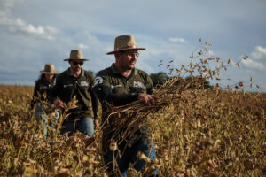 Rally da Safra inicia etapa soja com cenário de estabilidade inédita e potencial de crescimento