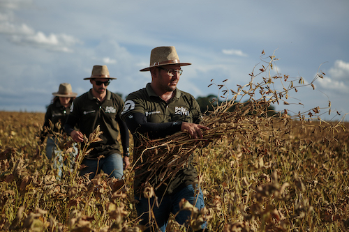 Rally da Safra inicia etapa soja com cenário de estabilidade inédita e potencial de crescimento