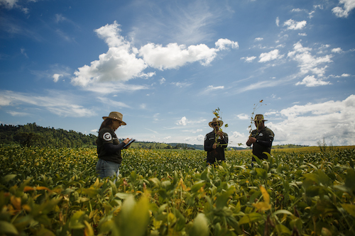 Rally da Safra inicia etapa soja com cenário de estabilidade inédita e potencial de crescimento