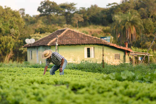 BNDES disponibiliza mais R$ 15,3 bilhões para programas do Plano Safra 2025-26