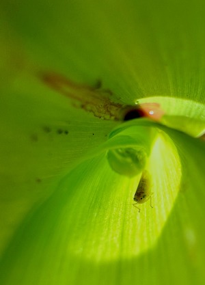  Tecnologias biológicas barram a cigarrinha-do-milho, reduzem a resistência e elevam a sanidade da lavoura