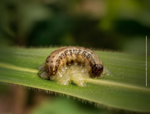 Koppert Brasil confirma presença na Dinetec 2026, que inicia nesta quarta-feira (14)