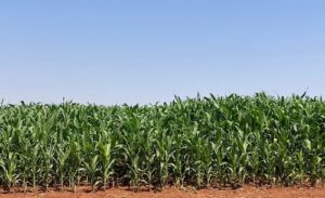 Tecnologia nacional melhora absorção de fósforo no solo e amplia produtividade do milho em até 23,6%, diz Cogny